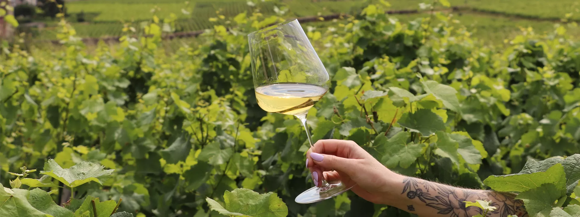 vin bourgogne : verre de vin blanc